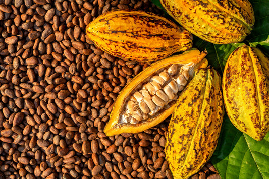 Herb Profile: Cacao (Theobroma cacao)
