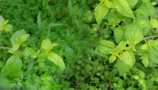 Herb Profile: Calea (Calea zacatechichi)