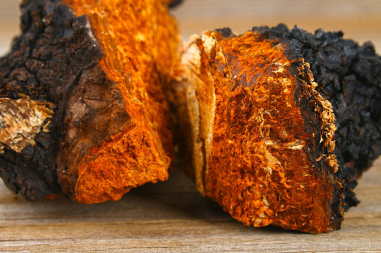 Herb Profile: Chaga Mushroom (Inonotus obliquus)