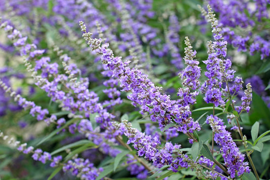 Herb Profile: Chaste Tree (Vitex agnus-castus)