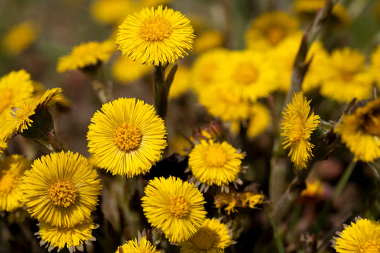 Herb Profile: Coltsfoot (Tussilago farfara)