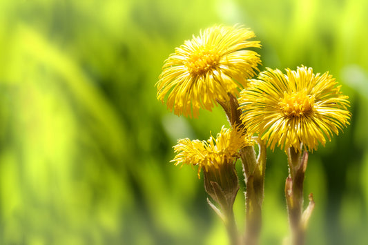 Herb Profile: Elecampane (Inula helenium)