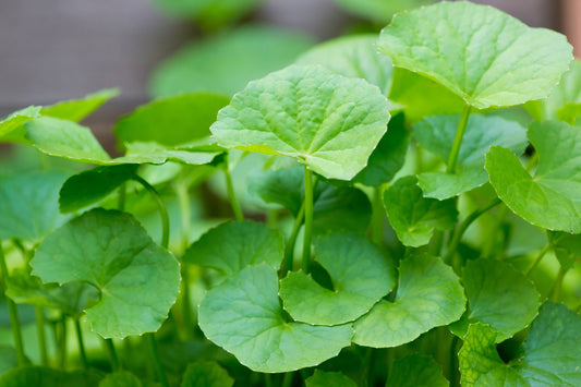 Herb Profile: Gotu Kola (Centella asiatica)