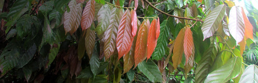 Herb Profile: Guayusa (Ilex guayusa)