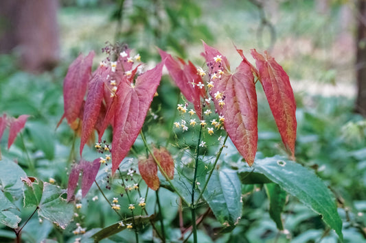 Herb Profile: Horny Goat Weed (Epimedium sagittatum)