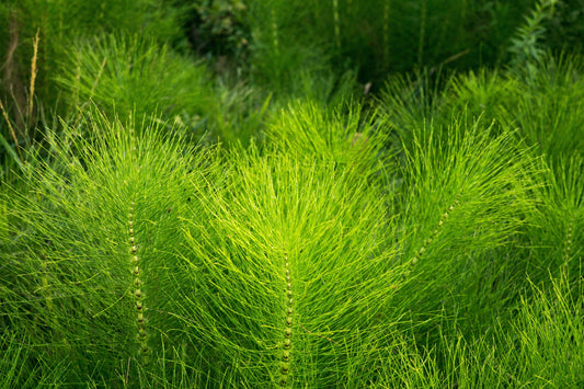 Herb Profile: Horsetail (Equisetum spp.)