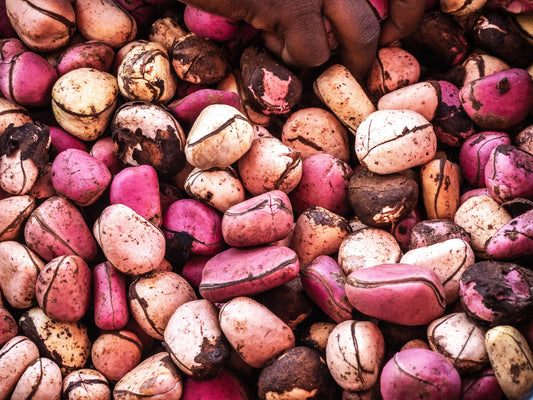 Herb Profile: Kola Nut (Cola vera)