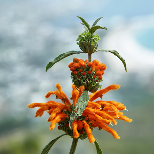 Herb Profile: Lion's Tail (Leonotus leonurus)
