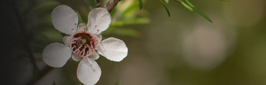 Herb Profile: Manuka Leaf (Leptospermum scoparium)