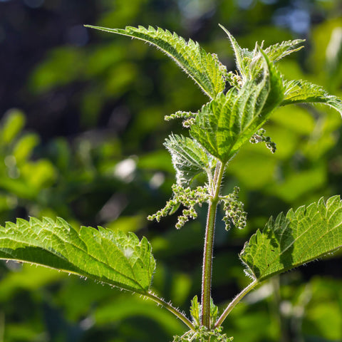 Herb Profile: Nettle (Urtica dioica)