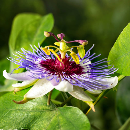Herb Profile: Passionflower (Passiflora incarnata)