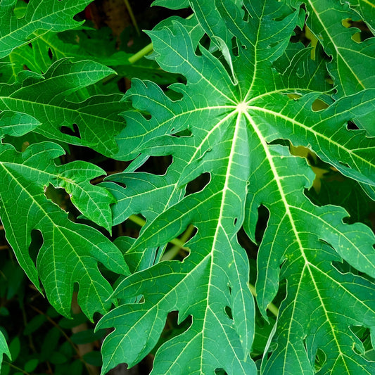 Herb Profile: Paw Paw Leaf (Carica papaya)