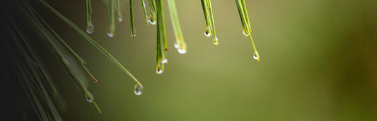 Herb Profile: Pine Needle (Pinus koraiensis)
