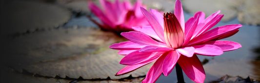 Herb Profile: Red Lily (Nymphaea rubra)