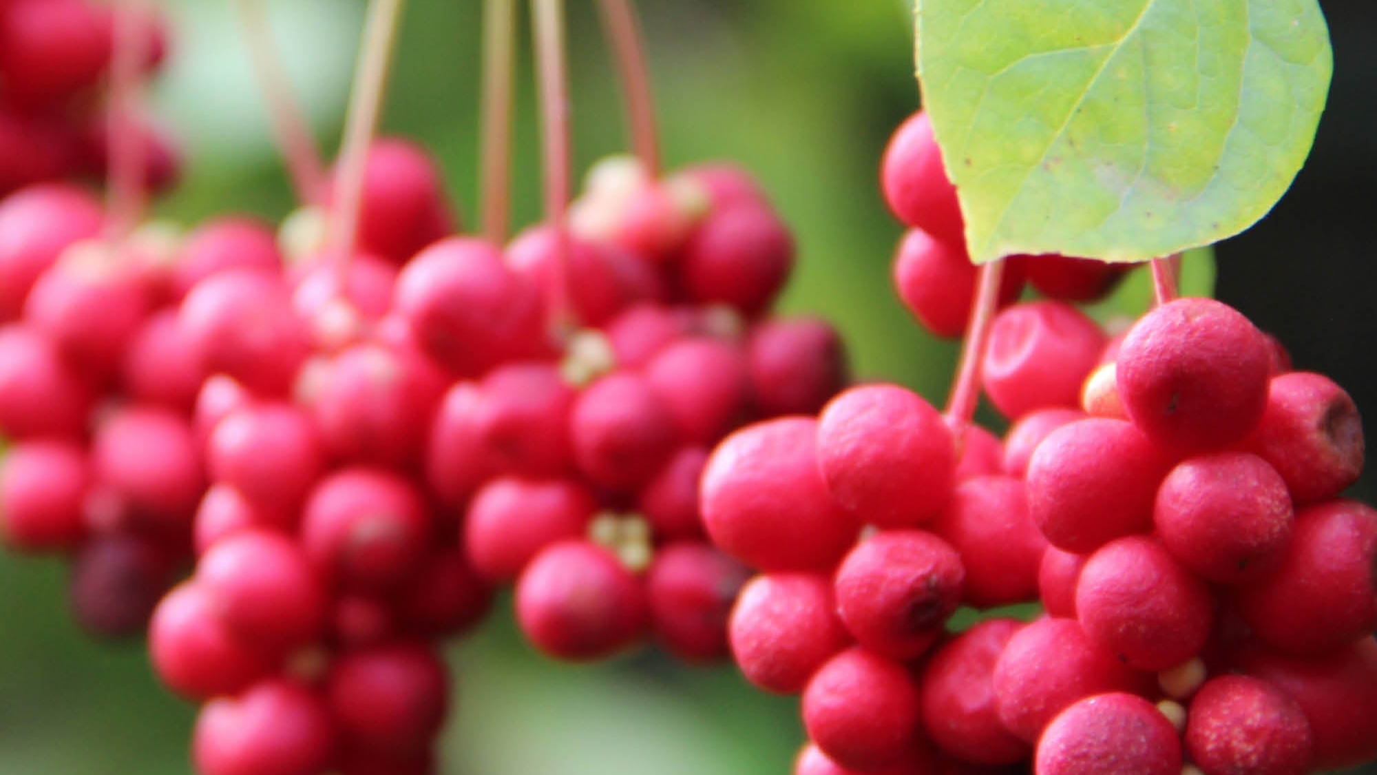 Schisandra Oxymel