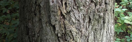 Herb Profile: Slippery Elm (Ulmus rubra)