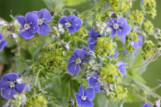 Herb Profile: Speedwell (Veronica officinalis)