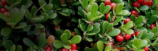 Herb Profile: Uva Ursi (Arctostaphylos uva-ursi)