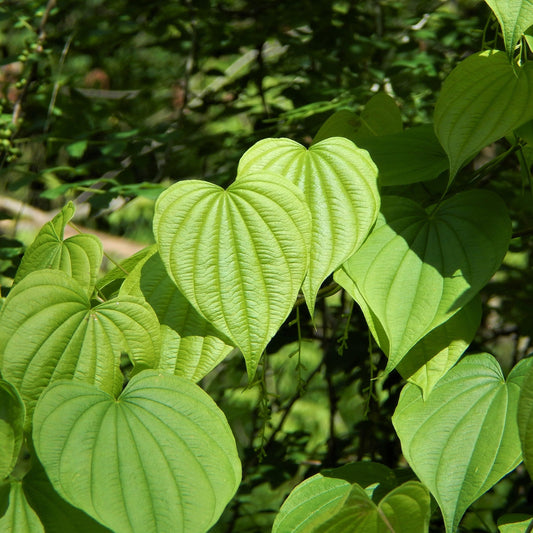 Herb Profile: Wild Yam (Dioscorea villosa)