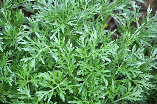 Herb Profile: Wormwood (Artemisia absinthium)