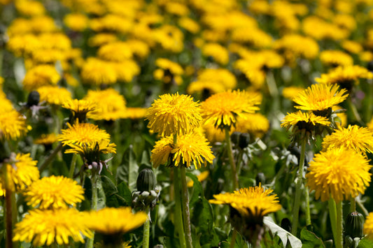 Herb Profile: Dandelion (Taraxacum offinale)