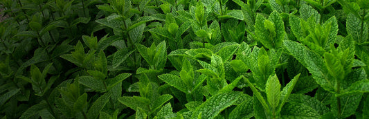 Herb Profile: Peppermint (Mentha x piperita)