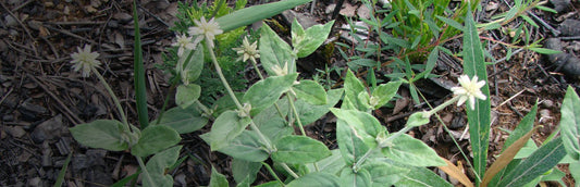 Herb Profile: Suma (Pfaffia paniculata)