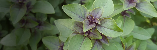 Herb Profile: Tulsi (Ocimum sanctum)