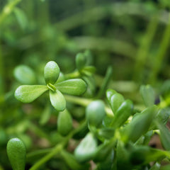 Brahmi Herb Profile