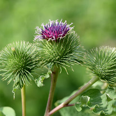 Burdock Root Herb Profile