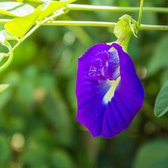 Butterfly Pea Herb Profile