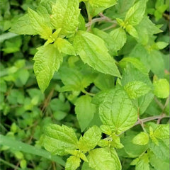 Calea Herb Profile