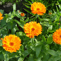 Calendula Herb Profile
