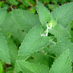 Catnip Herb Profile