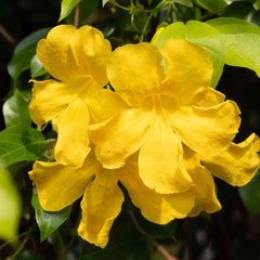 Cat's Claw Herb Profile