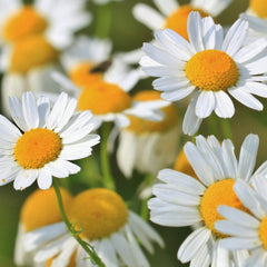 Chamomile Herb Profile