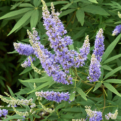 Chaste Tree Herb Profile