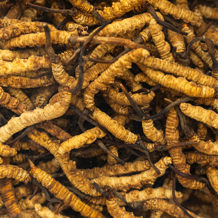 By Herb / Cordyceps