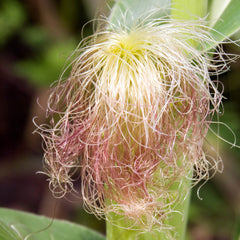 Corn Silk Herb Profile