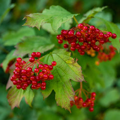 Cramp Bark Herb Profile