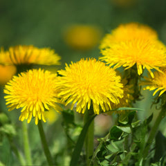 Dandelion Herb Profile