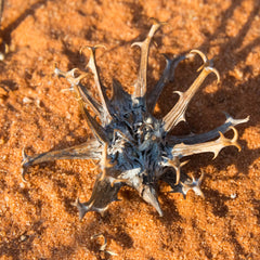 Devil's Claw Herb Profile