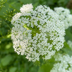 Dong Quai Herb Profile