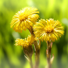Elecampane Herb Profile