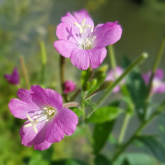 Epilobium Herb Profile