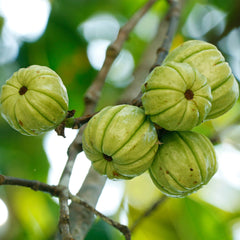 Garcinia Cambogia Herb Profile