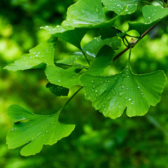 Ginkgo Biloba Herb Profile