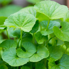 Gotu Kola Herb Profile