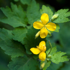 Greater Celandine Herb Profile