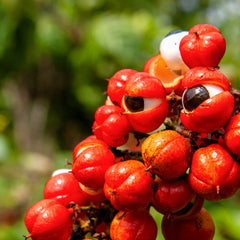 Guarana Herb Profile